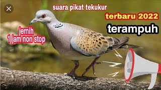Download lagu SUARA PIKAT BURUNG TEKUKUR TERBARU 2022#SUARA JERNIH DURASI 1 JAM mp3