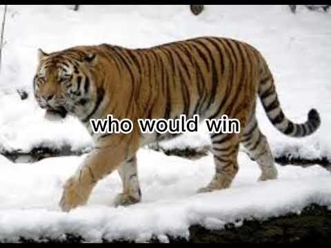 barbary lion vs siberian tiger who would win