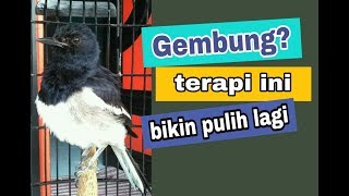 Download lagu Cara mengatasi Kacer bagong dengan cepat !! langsung stabil mp3 Download lagu Cara mengatasi Kacer bagong dengan cepat !! langsung stabil mp3