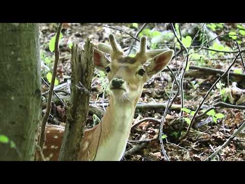 Cerb lopătar la parcul zoologic Green Codru-partea 2