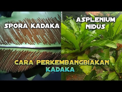 HOW TO DEVELOP NIDUS ASPLENIUM FORESTS