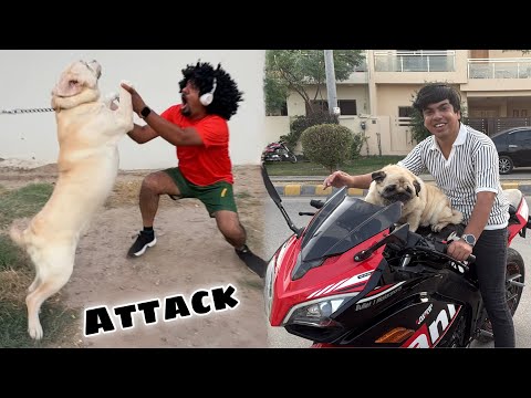 Street Dog Attack on Mamu 😱