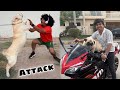 Street Dog Attack On Mamu