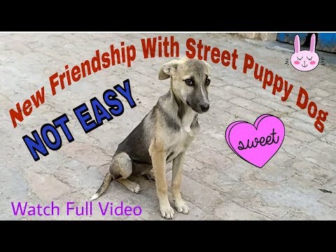FRIENDSHIP WITH STREET PUPPY DOG ll VIDEO BY PRITPAL SINGH KESRI ll #kesri films ll
