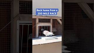 RACING PIGEON RETURNS HOME AFTER 200 MILE RACE!