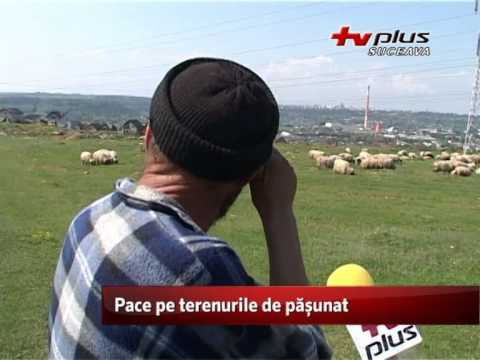 Pace pe terenurile de pășunat