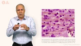 המוח - התפתחות המוח בעובר - חלק ב