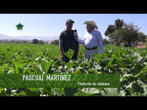 , title : 'AgroScience | Mayores Ganancias en Calabaza'