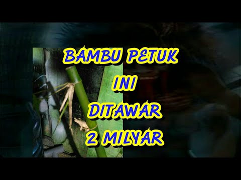 Bambu petuk asli