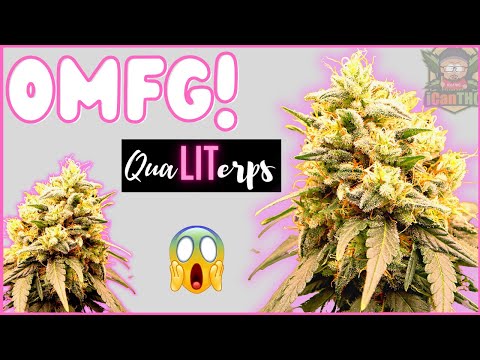 "OMFG!" 😱  Seed to Harvest! ... QuaLITerps Strain Documentary (Mars Hydro)