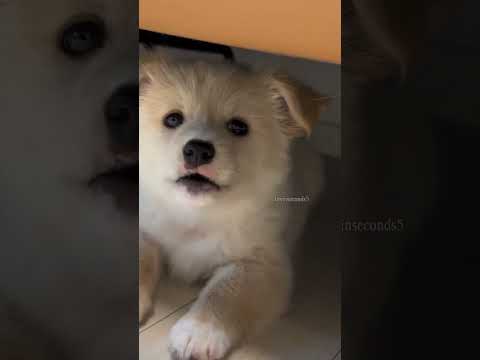 cutie puppy barking 🔥🐕#shorts #shortvideo #dogsound #puppy #dog #puppycuteness