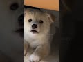 cutie puppy barking 🔥🐕#shorts #shortvideo #dogsound #puppy #dog #puppycuteness - Lovinseconds5 cutie puppy barking 🔥🐕#shorts #shortvideo #dogsound #puppy #dog #puppycuteness
