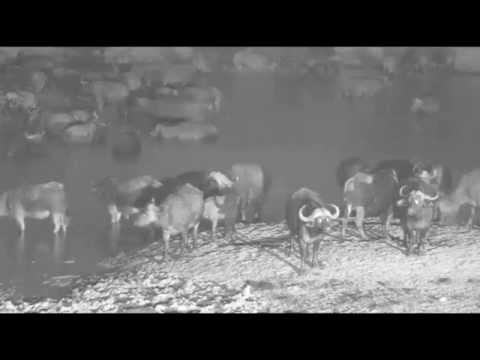 Breeding herd of African Buffalo visit Djuma at night (3rd June 2015)