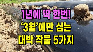 1년 중 딱 한번 3월에만 심을 수 있는 대박 작물 5가지
