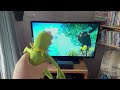 REQUESTED Kermit Watches The THX Tex Logo REMAKE