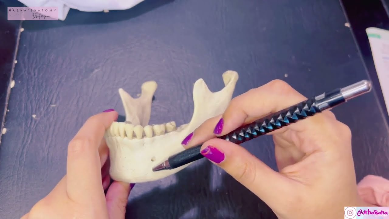 Mandible Attachments | Age Changes |Clinicals | Skull Anatomy |