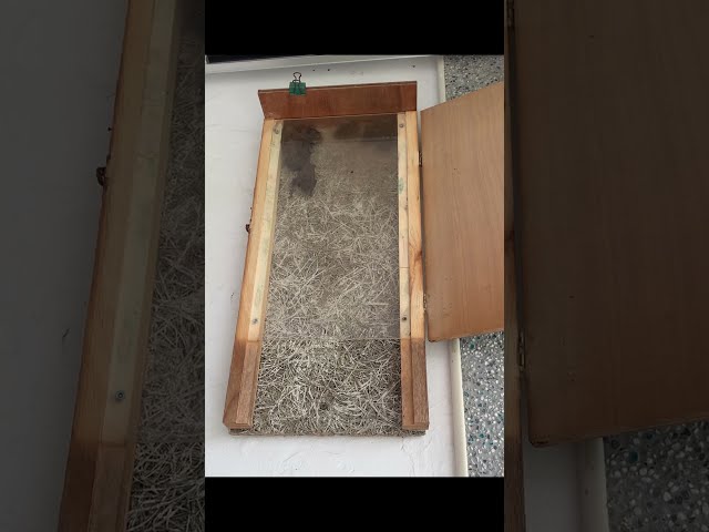Vídeo relacionado con Bat House attractant-attract murciélagos para su casa de murciélago
