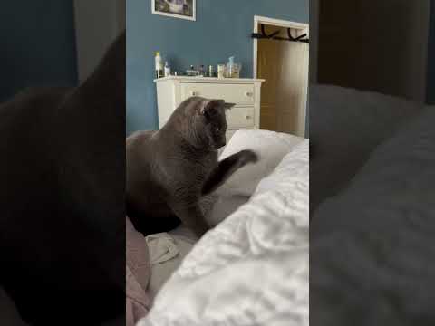 My cat wakes me up by attacking my feet!