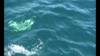 Sharkas Sharkas
