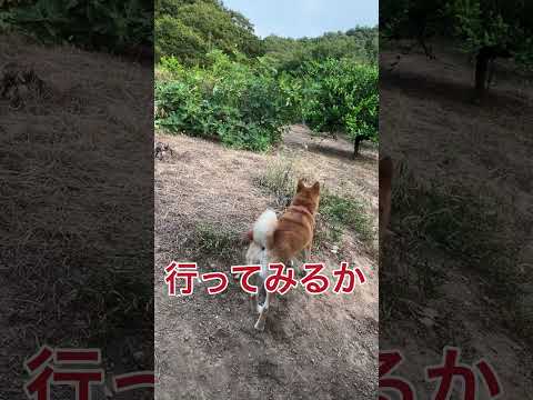 反狩猟訓練 – 犬の狩猟本能を制御する