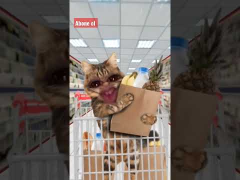 Aynada Kendini İlk Kez Gören Yavru Kedi
