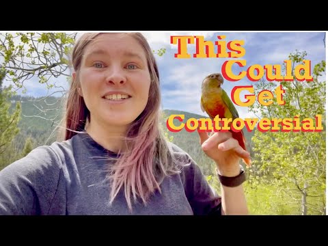 Free flying small birds: SCARY STORIES