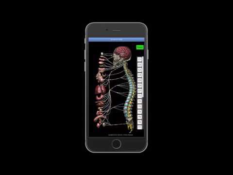 3D Nerve Chart Video