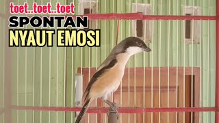 Download lagu SUARA CENDET GACOR TOET TOET || Hanya Sekali Putar Spontan Bikin Cendet Lain Nyaut Emosi mp3