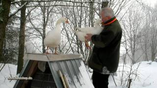 preview picture of video 'Gänse im Schnee. Gänse im Winter. Wildpark Bad Marienberg. love geese'