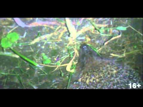 Jožika uzbrukums :D :D