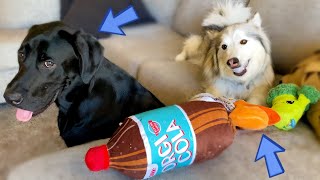 LABRADOR AND HUSKY REVIEW THEIR NEW TOYS!!