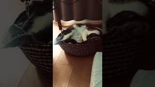 三毛猫のもふもふしたお腹を…