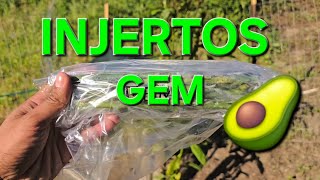 AGUACATE GEM INJERTOS de PUA y CORTEZA