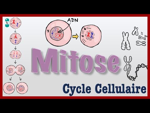 Mitosis - Simple explanation, CELL division, chromosomes, cell cycle