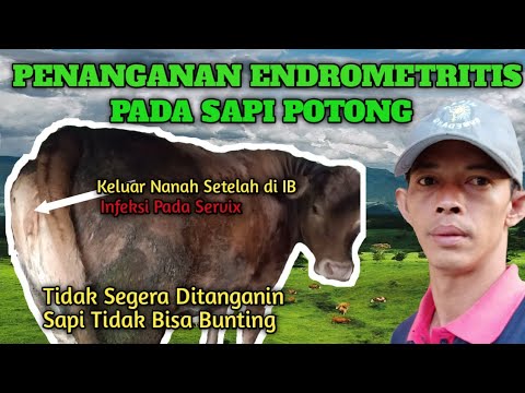 , title : 'Endometritis Pada Sapi Potong'