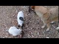 Nature Buddies Live Stream Walk To Water Stream Mountain Village Nature Buddies Viral Trending
