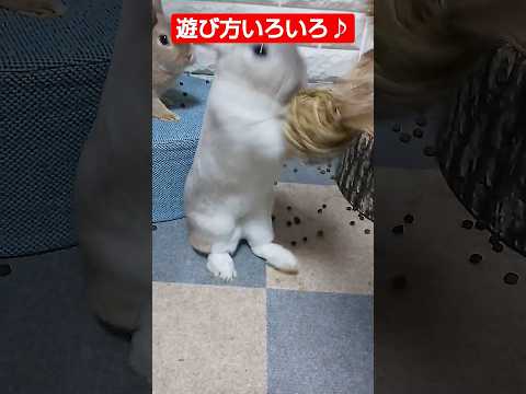ウサギに最適なおもちゃ