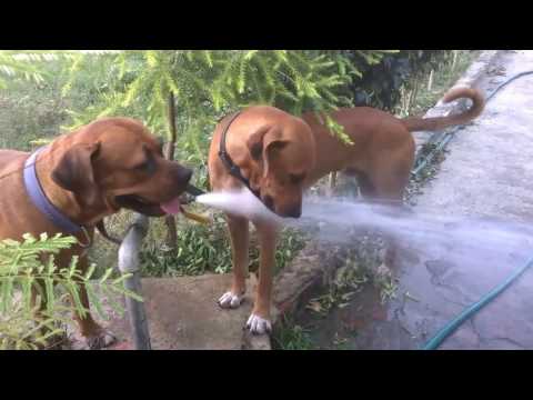 Pluto Crazy for water..