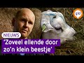 De schapen van boer Erik gaan dood aan blauwtong