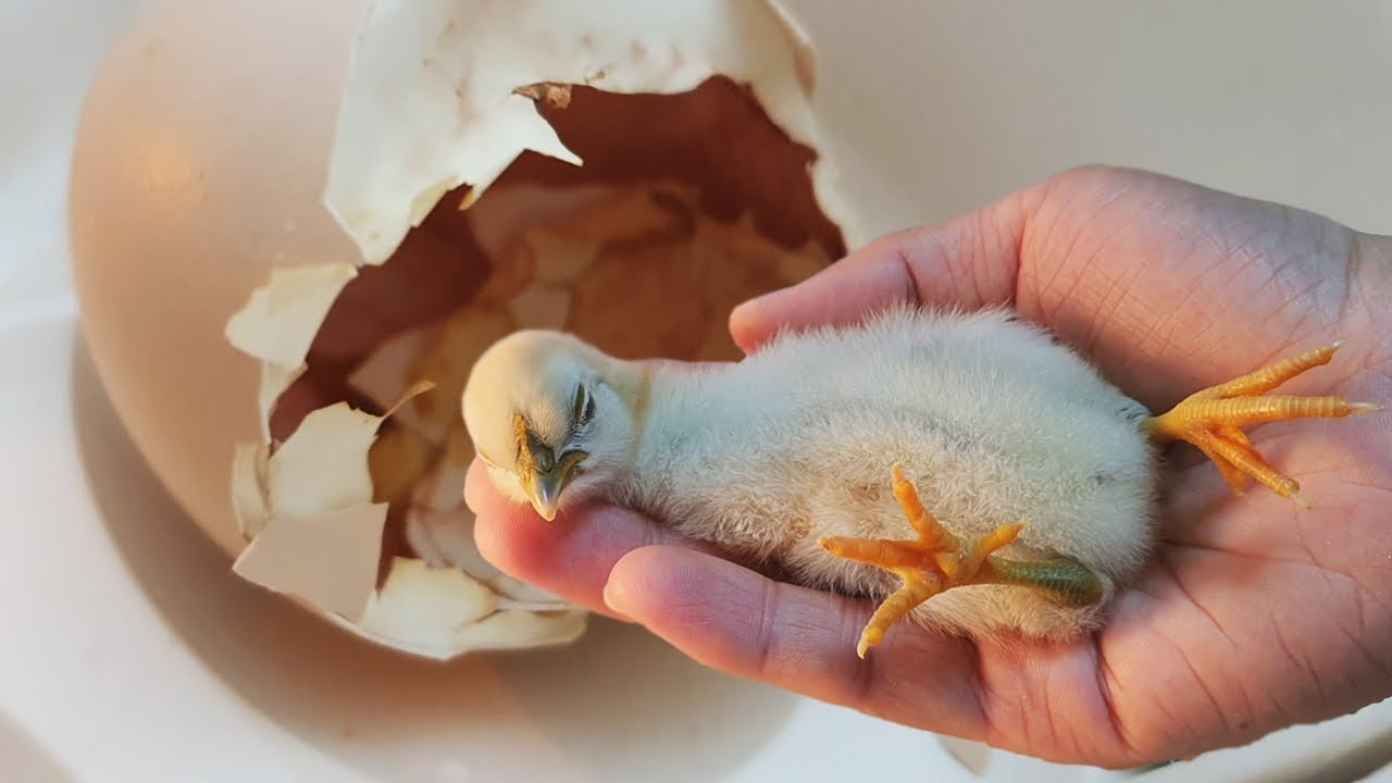 The Process Of Becoming a Father Of Baby Chicks