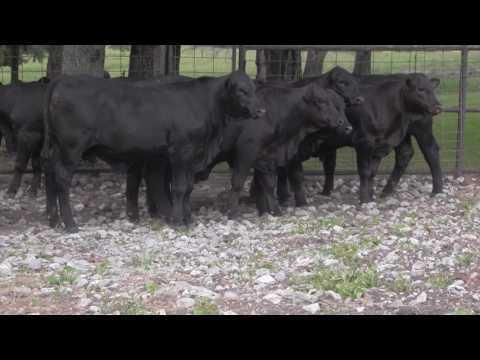 Lot 3: East Mississippi