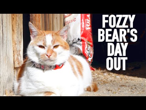 NEW BARN CAT'S Big Day at the Farm