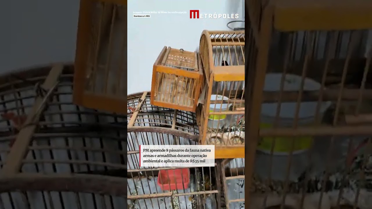 MG: homem de 72 anos é preso por manter aves silvestres em cárcere