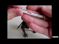 Papo Dragon mutantas
