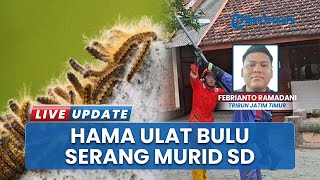 Damkar Gerak Cepat Selamatkan Murid SDN Kincang 1 Madiun dari Serangan Ribuan Ulat Bulu di Pepohonan