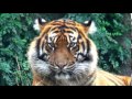 Глаза Тигра стихотворение Tiger's Eyes Poem 