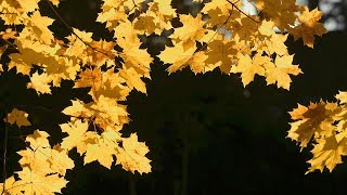 Relaxing Fall Mood Music - relaxdaily N°115
