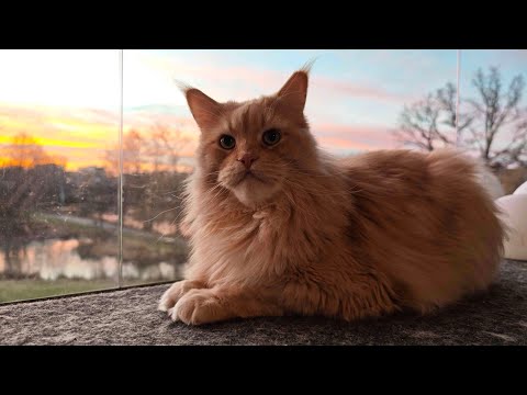 Maine Coon Adventures Livestream!