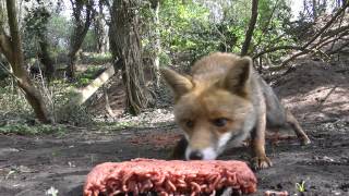 preview picture of video 'Meat Eating Fox'