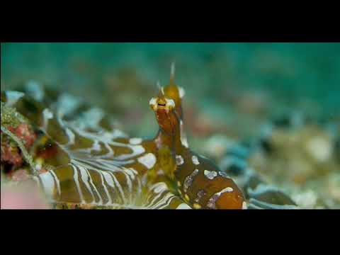 25 Octopus B + Squid - scuba diving video